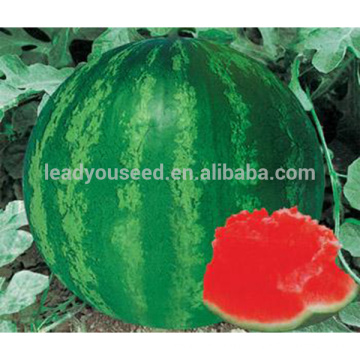 JW06 Pala high yield hybrid seedless watermelon seeds for sales